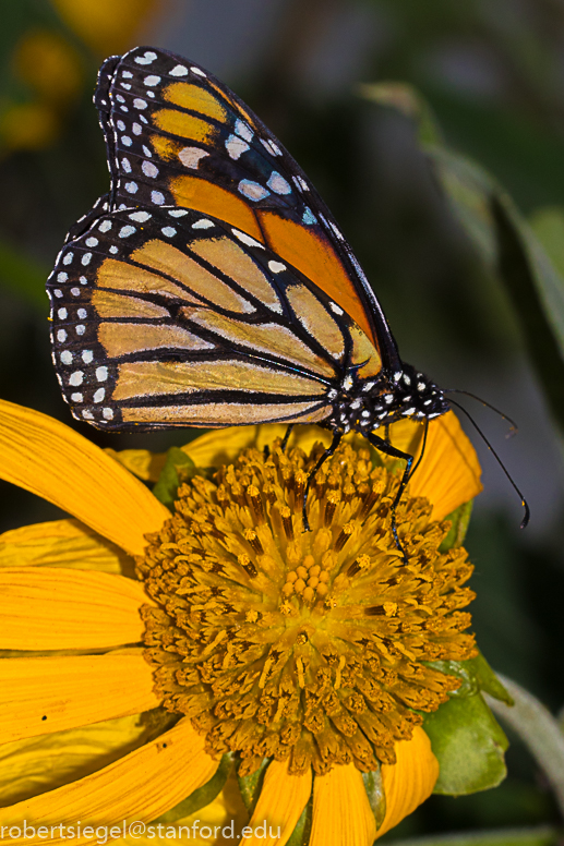 sf conservatory - monarch